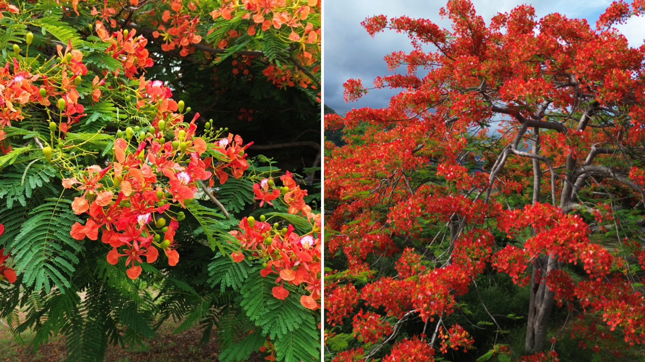 Los flamboyanes en Puerto Rico